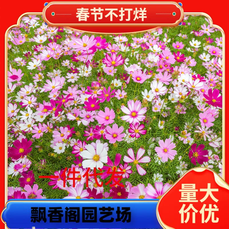 One-piece drop-shipping cosmos flower seeds Gesang flower seeds colorful four-season blooming easy-to-live flower seeds courtyard outdoor