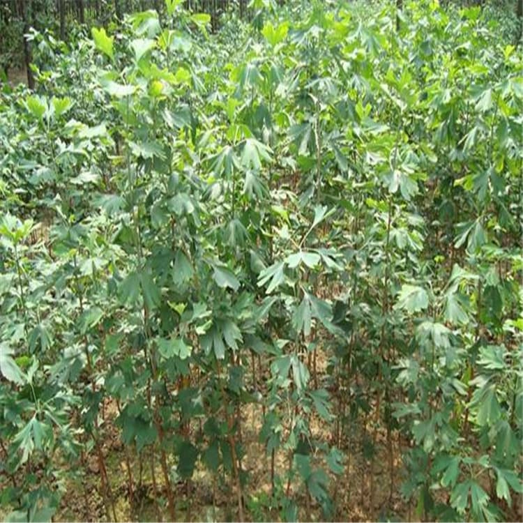 Ginkgo Tree Saplings White Fruit Live Saplings Courtyard Landscaping Trees Street Trees Golden Leaf Ginkgo Saplings for Northern and Southern Planting