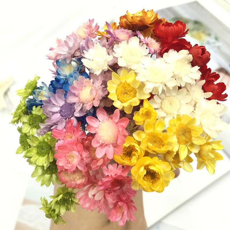 Imported Mini Daisy Preserved Dried Flowers, Small Star Flowers, Mountain Flowers, Handmade Craft Materials for DIY Glass Dome
