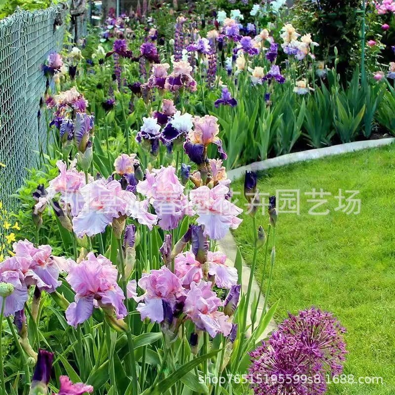 Blue Iris Seeds, Perennial Flower Seeds for Easy Growth, Suitable for Courtyard Landscaping, Potted Plants, Shade Tolerant