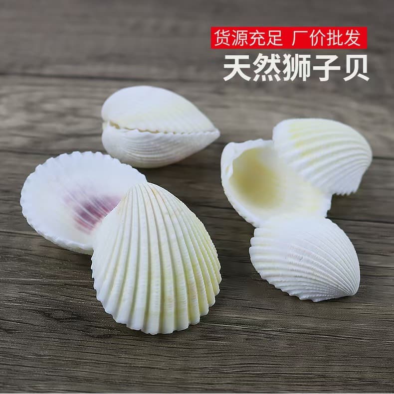 Drift Bottle Accessories Shells Conch Starfish Home Fish Tank Aquarium Decor Micro Landscape Bottle Small Hairy Shells 500g
