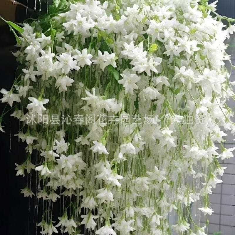 Jasmine seeds, climbing vines, easy to live, blooming in all seasons, indoor and outdoor plant seeds