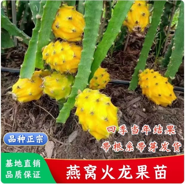 Bird's Nest Dragon Fruit Saplings with Fruit, New Variety Unicorn Fruit Saplings, Yellow-Skinned White-Fleshed Dragon Fruit Grafted Seedlings, Bear Fruit in the Same Year