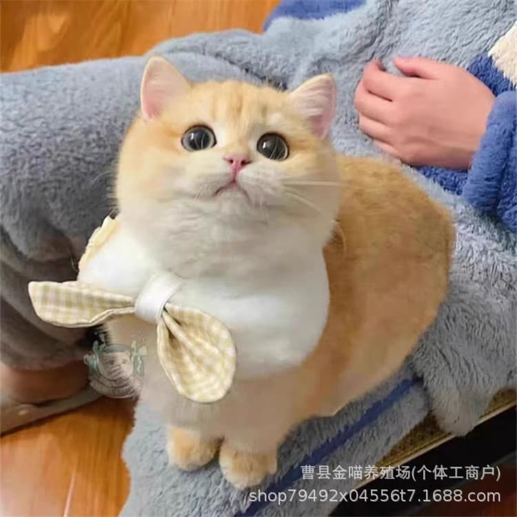 Golden Gradient Live Kitten Pet Cat Live 12-Color Short-Legged Golden Gradient Cat Live Purebred Golden Gradient Long-Haired Cat
