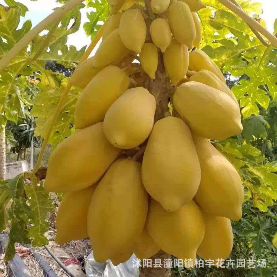 Cross-border Transparent Small Package Cream Papaya Seeds Rock Sugar Papaya Seeds Four-Season High-Yield Red Heart Papaya Seeds