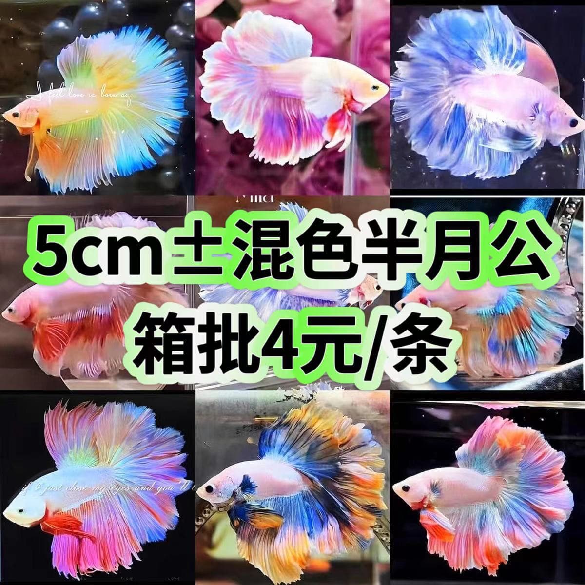 Thai Betta Fish Tropical Ornamental Fish, Halfmoon, Plakat, Veiltail, Live Fish for Night Market Stall, Wholesale