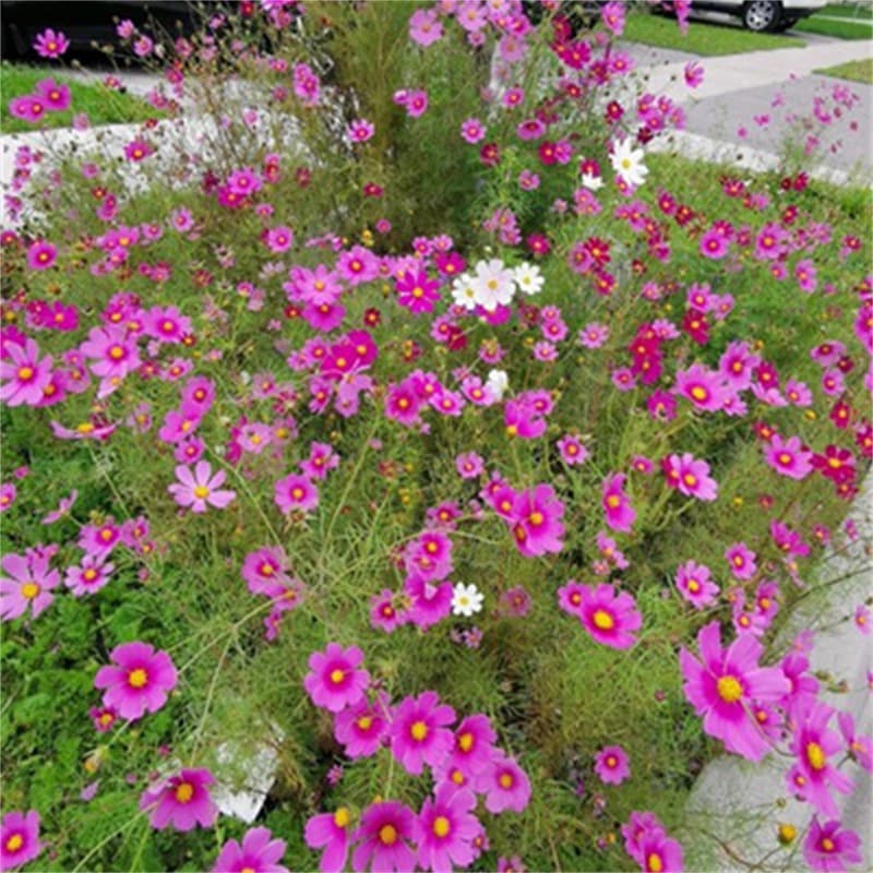 Pink Cosmos Seeds 1kg Bag, Gesang Flower Seeds, Four-Season Sowing, Easy to Grow Flower Seeds
