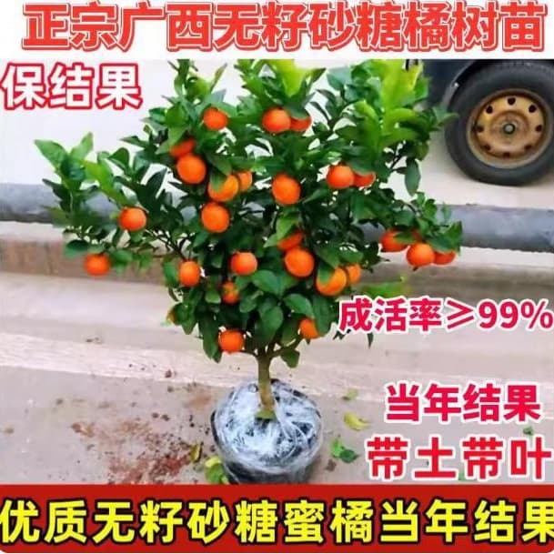 Grafted Sugar Orange Tree Seedlings Guangxi Golden Autumn Sugar Orange Tree Seedless Sugar Orange Tree Seedlings Potted Ground Planting Bear Fruit Same Year