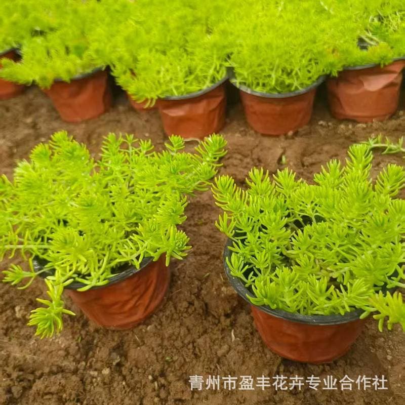 Green Sedum lineare 'Golden Bar' Ground Cover Cup Potted Perennial Flower Sedum lineare Wholesale Golden Sedum lineare