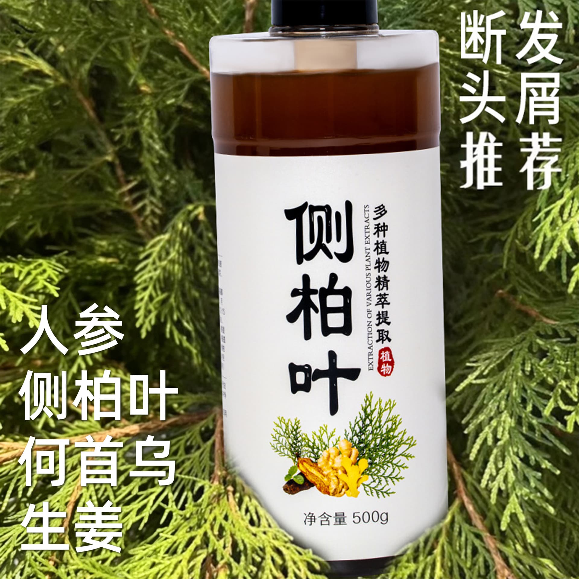Arborvitae Leaf Shampoo with Polygonum Multiflorum, Plant-Based Hair Care, Silicone-Free, Anti-Dandruff, Anti-Itch, Oil-Control, Herbal Natural Dandruff Relief