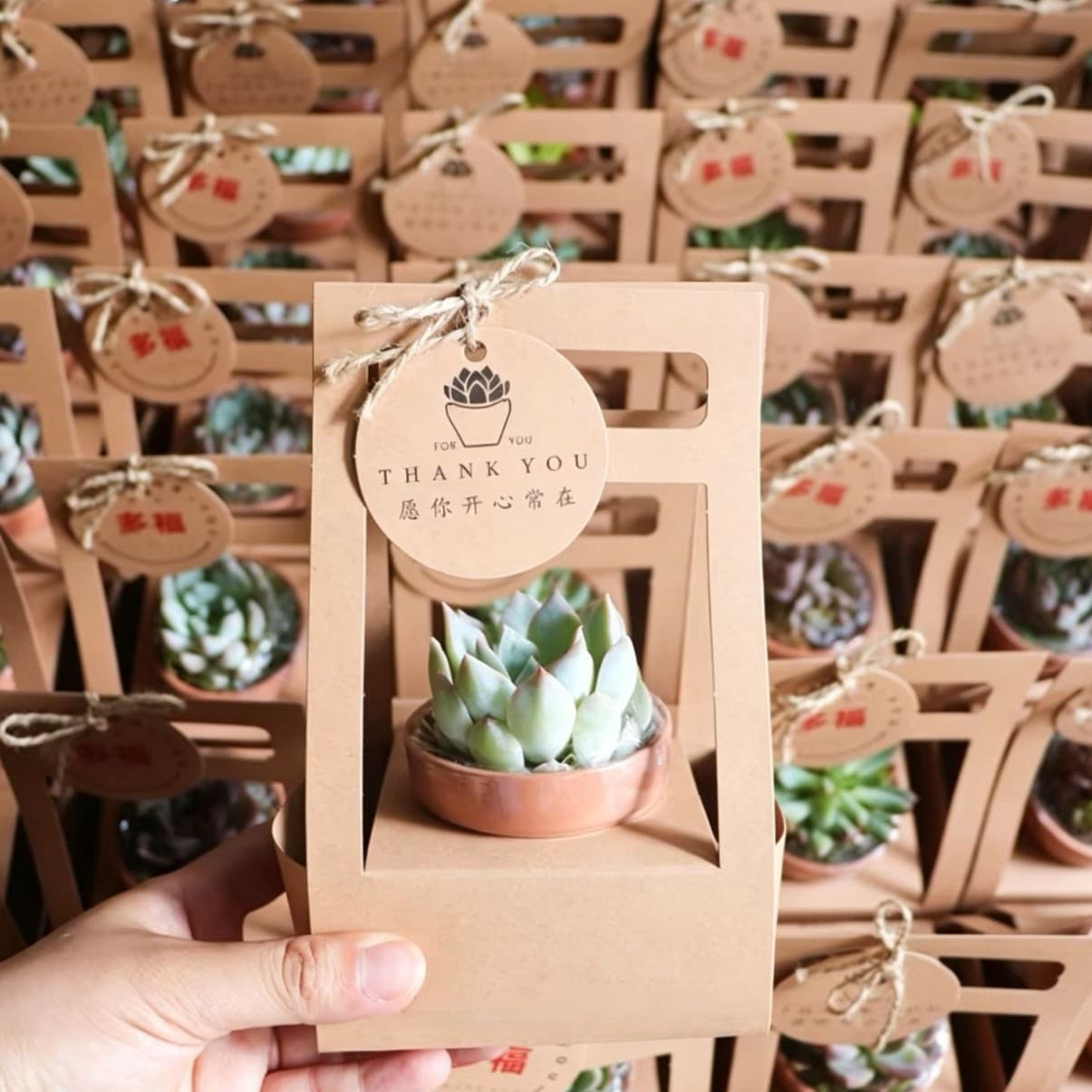 Gift for Graduation, Ceremony, Wedding Favor, Party, Outdoor Succulent Cactus Gift Box Wedding Succulent