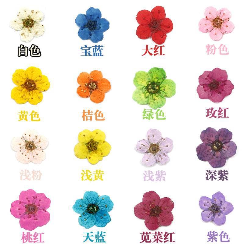 Japanese-Style Nail Art Dried Flower Accessories Small Plum Blossom Nail Decorations Floral Real Flower Press-On Nails Colorful Petal Material Decor