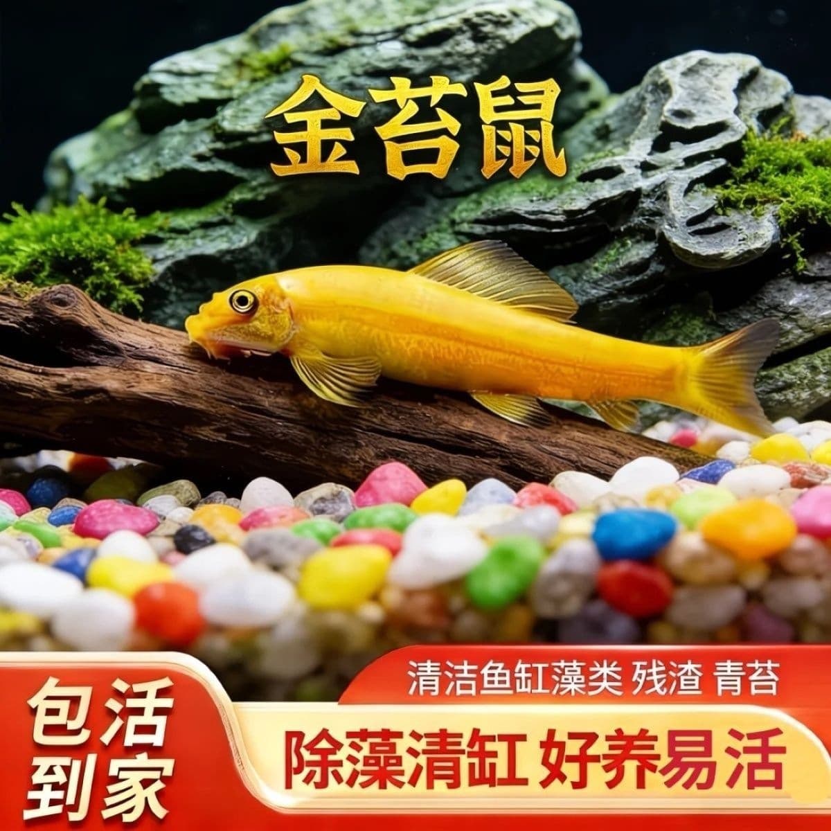 Cleaner Fish, Small Ornamental Algae-Eating Fish, Aquarium Waste Cleaner, Golden Moss Eater Tool Fish, Tropical Freshwater Fish