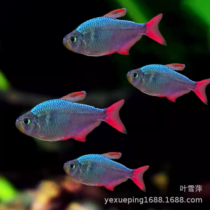 Colombian Dream Tetra Live Tropical Freshwater Small South American Nano Fish Schooling Aquarium Planted Tank Wholesale