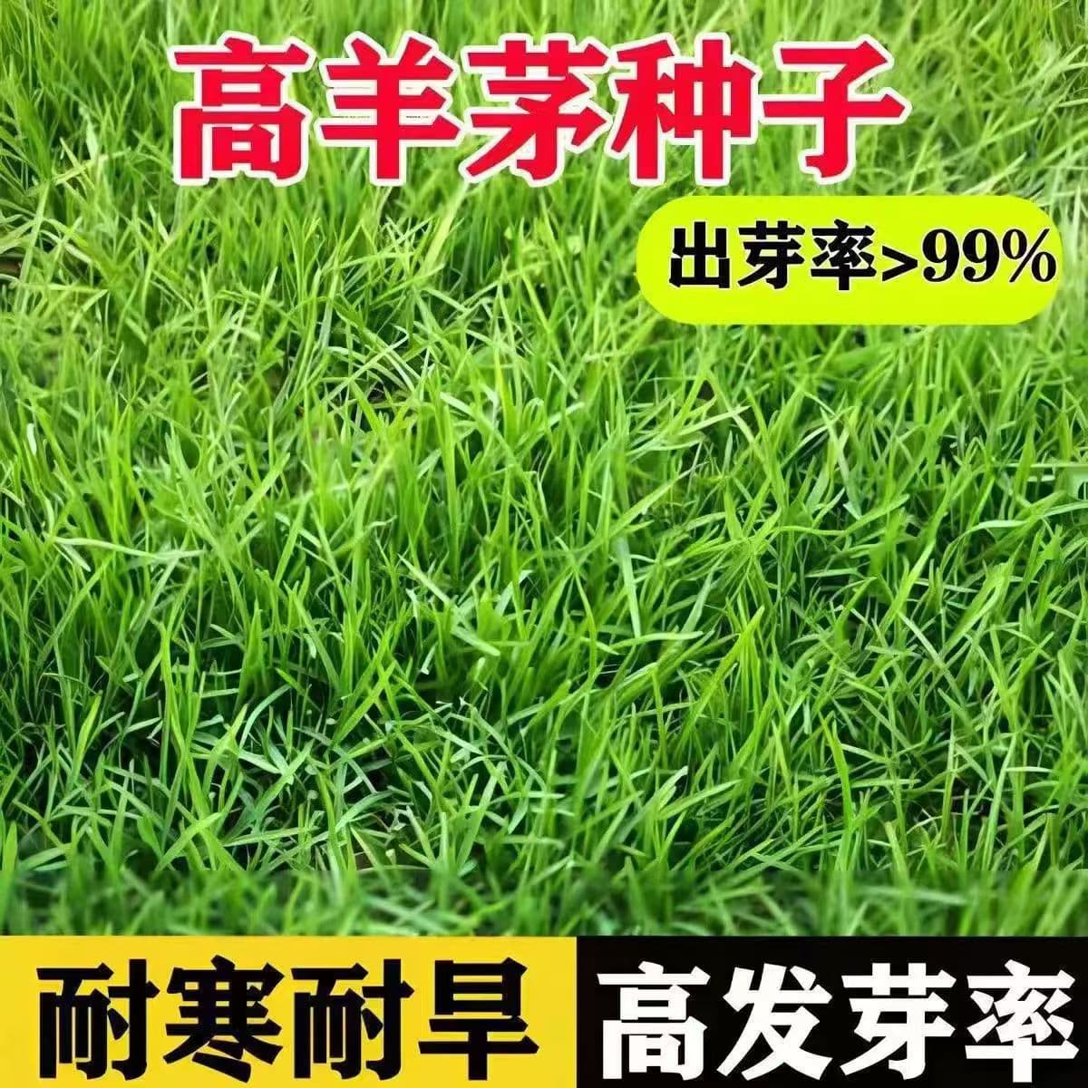 Grass seeds, lawn seeds, tall fescue seeds, slope protection, soil stabilization, lawns, courtyards, parks, evergreen, easy-to-plant grass seeds