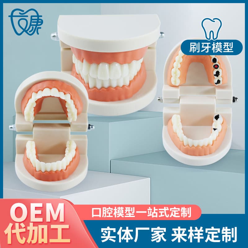 Youkang Technology Dental Teaching Model Tooth Decay Model 2X Brushing Model with Tongue