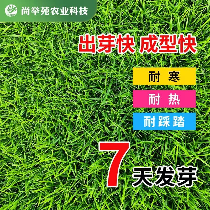 Mixed Lawn Seed with Four Seasons Green, Ryegrass, Bermuda Grass, Kentucky Bluegrass, Tall Fescue, Bentgrass for Slope Stabilization and Landscaping