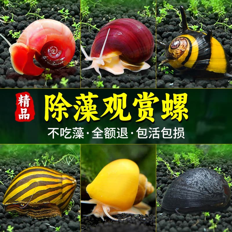 Ornamental algae-eating snails: Golden Apple, Black Diamond, Zebra, cleaning menu, algae-eating, Malaysian, freshwater aquarium snails