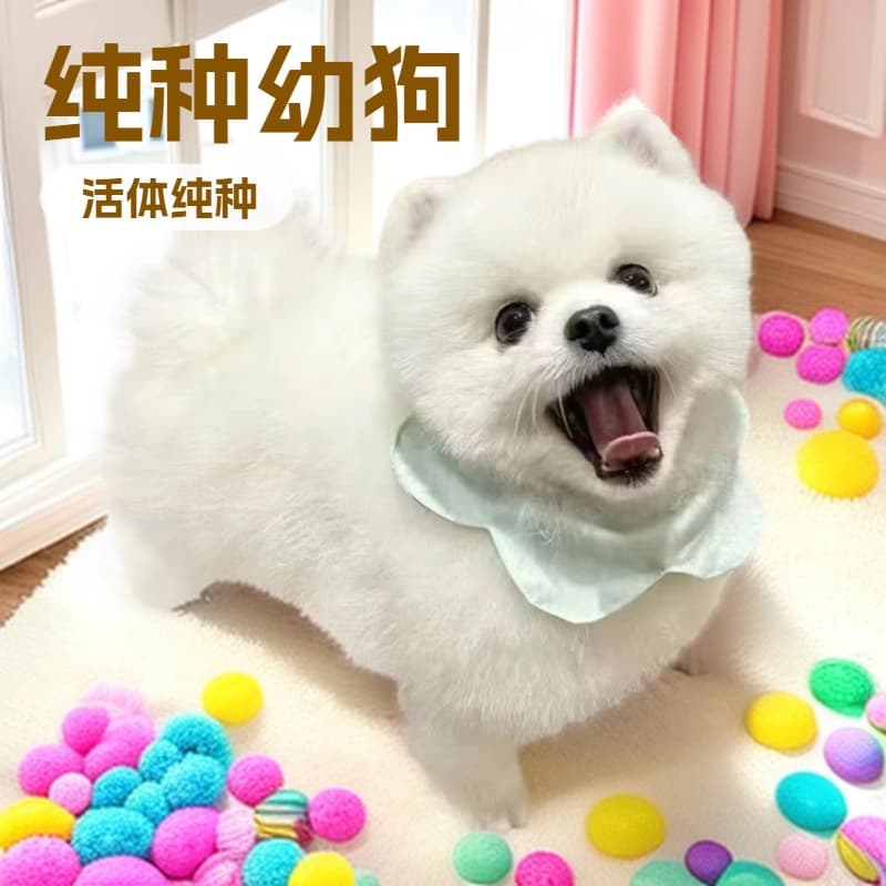Custom Teacup Pomeranian Live Puppy, Yellow Pomeranian Purebred That Stays Small, Miniature Dog, Small Breed Real Dog Pet Puppy