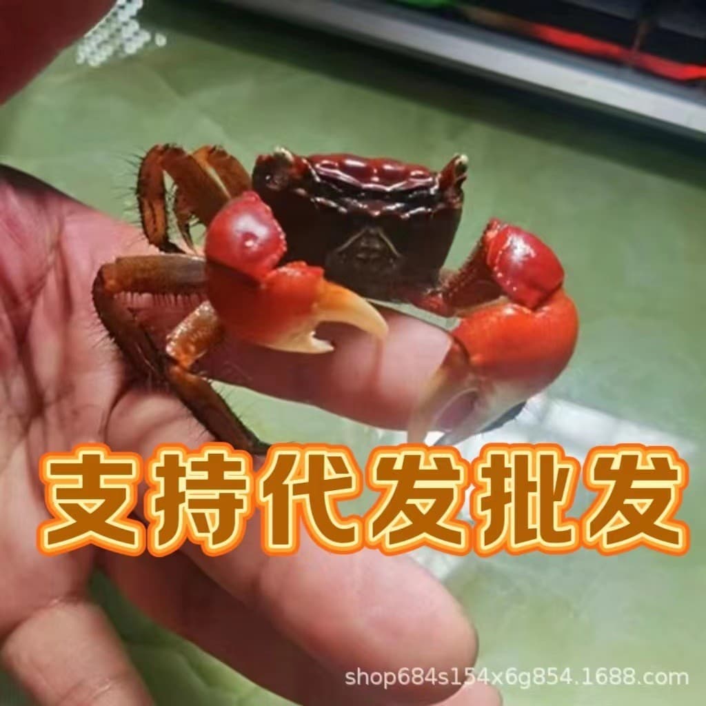Hand-in-hand crabs, chili crabs, mutual crabs, stalls, retail ornamental crabs, small crabs, live pets, crawling pets, wholesale crabs