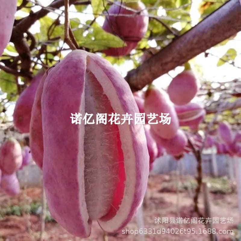 August Melon Seedling, Authentic August Melon Fruit Tree Seedling, Southern Four Seasons September Yellow Tree Seedling, Bearing Fruit in the Same Year, Courtyard