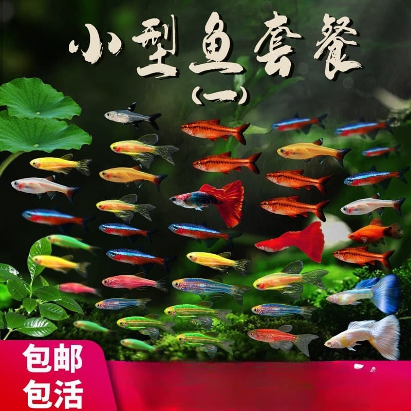 Characins are easy to keep, hardy fry, freshwater ornamental fish, small tropical fish like guppies and zebra danios, large size