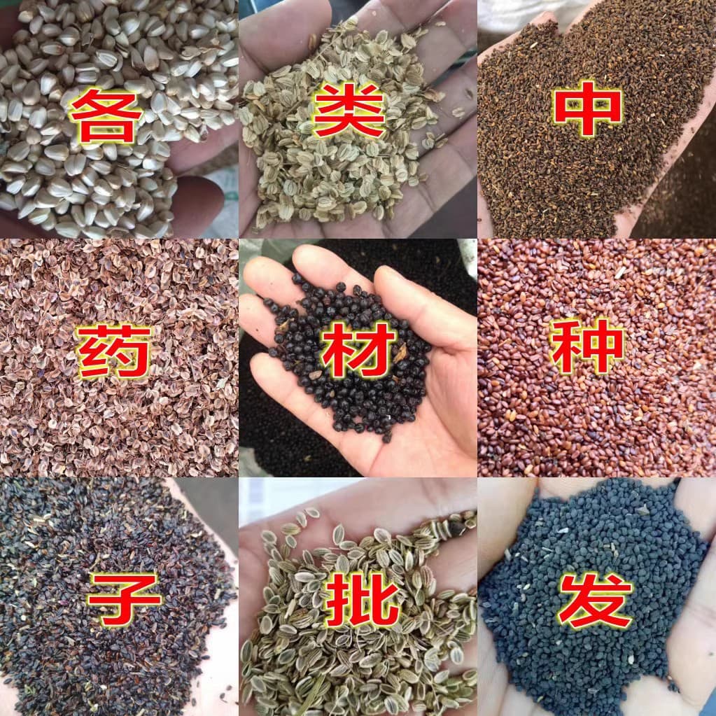 (Dropshipping) Chinese Herbal Seeds: Isatis, Ginseng, Codonopsis Pilosula, Angelica, Honeysuckle, Goji Berry, Schisandra Chinensis Seeds