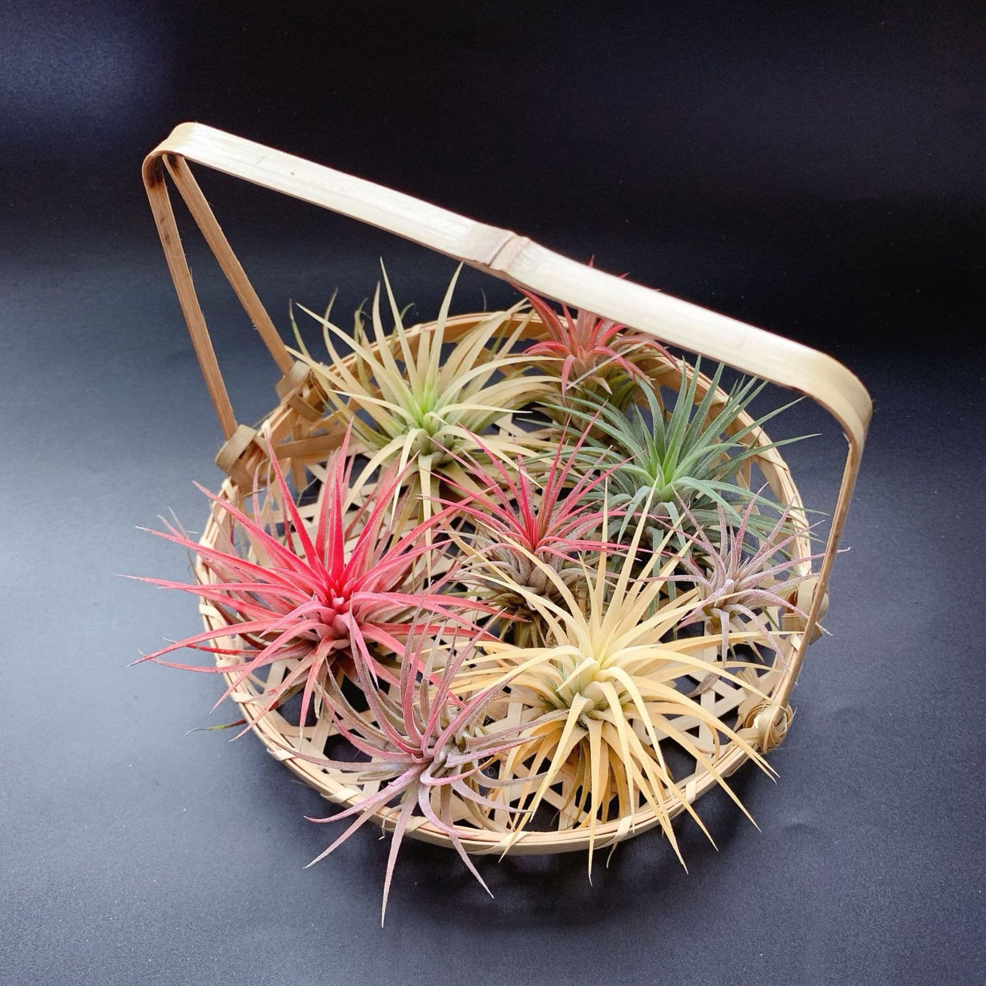 Air Plant Potted Desktop Plant Gift Box Easy Care Succulent Plant Combination Office Hydroponic Gift