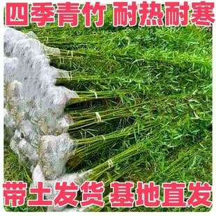 Cold-tolerant golden bamboo, four-season evergreen garden, bamboo plants, purple bamboo seedlings, green bamboo, Arhat bamboo, landscaping potted seedlings