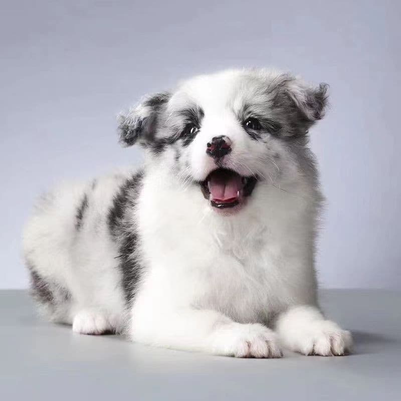 Border Collie Puppy Merle Border Collie Pet Dog