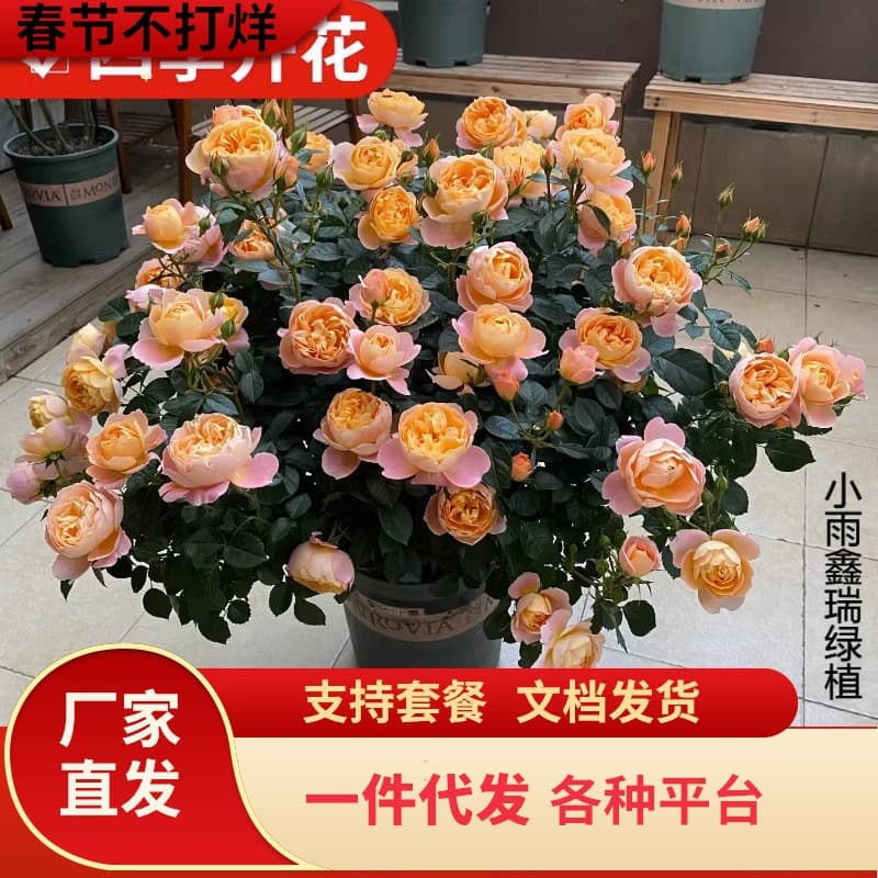 Dropshipping Juice Balcony Rose Seedlings, Four-Season Blooming, Extra Large Flowers, Potted Outdoor Balcony Shrub Roses