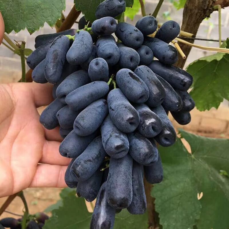 Wholesale Authentic Sweet Sapphire Grape Seedlings Moonlight Tears Grape Seedlings Grafted Grape Saplings