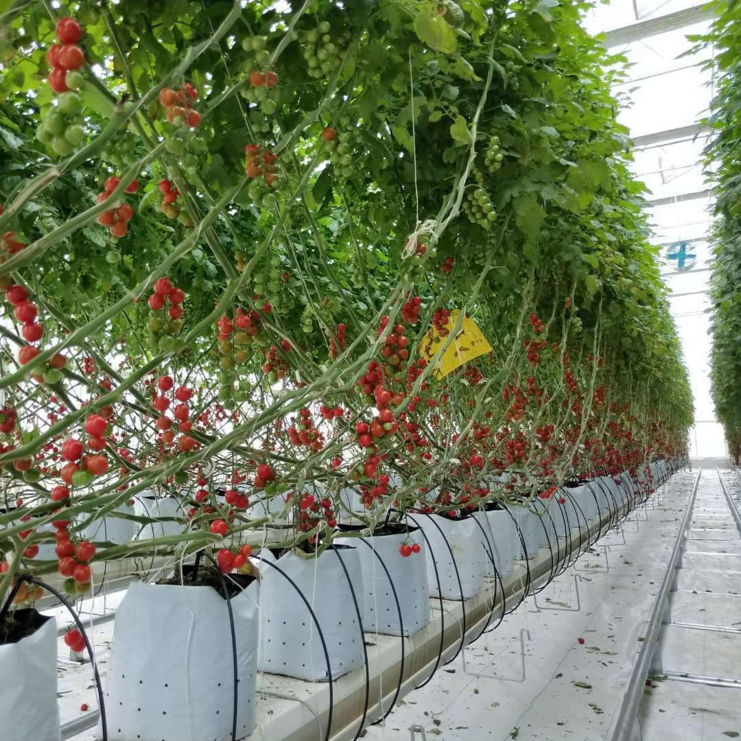 Factory Direct Sales - Greenhouse Tomato Grow Bags, Strawberry Cultivation Bags, Substrate Bags - Breathable and Durable, Wholesale in Stock