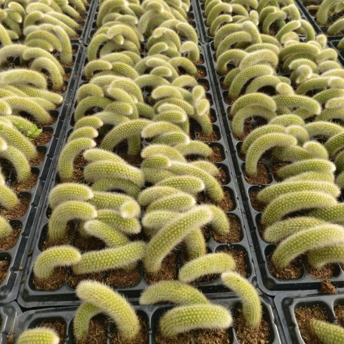 Nine-tailed lemur tail column 5-10cm plug seedlings, hairy succulents, cacti, soft-haired hanging plants
