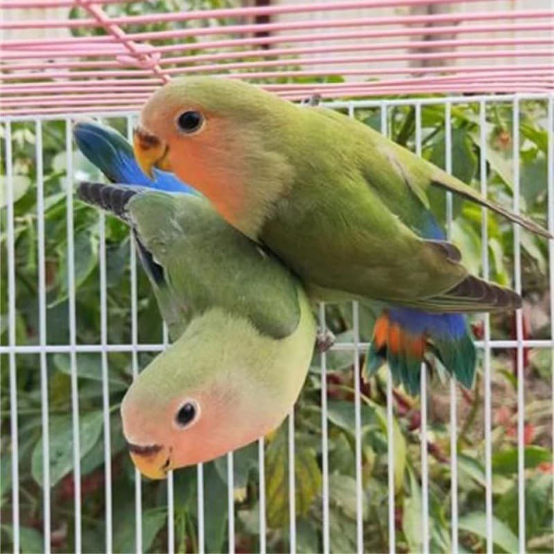 Peach-faced Lovebird, Fortune Bird, Peach Blossom Red-faced Lovebird, Live Parrot, Budgerigar