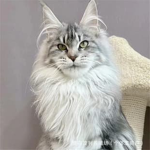 Small Napoleon Short-legged Cat Live Silver Tiger Maine Coon Live Ocelot American Shorthair Cheese Forest Cat Kittens