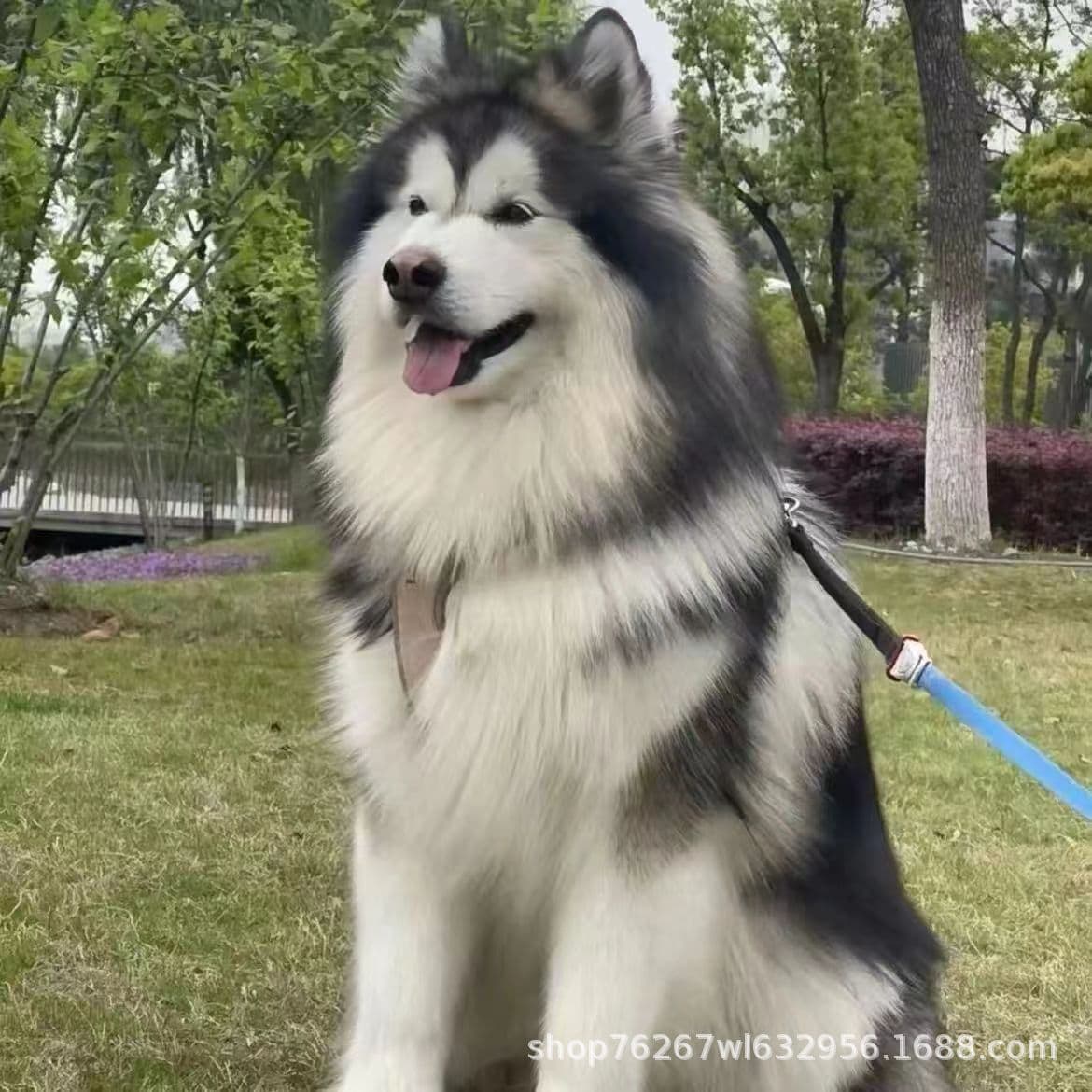 Wholesale Purebred Alaskan Malamute Puppy Live Pet Dog Sled Dog Guard Dog Working Dog Riot Dog