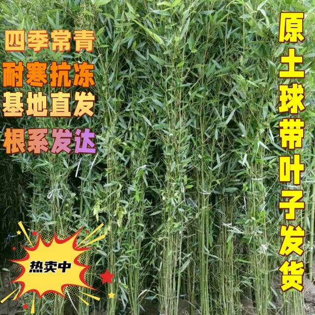 Factory wholesale bamboo for courtyard hedges, cold-resistant plants, evergreen bamboo seedlings, golden jade bamboo, year-round greening seedlings