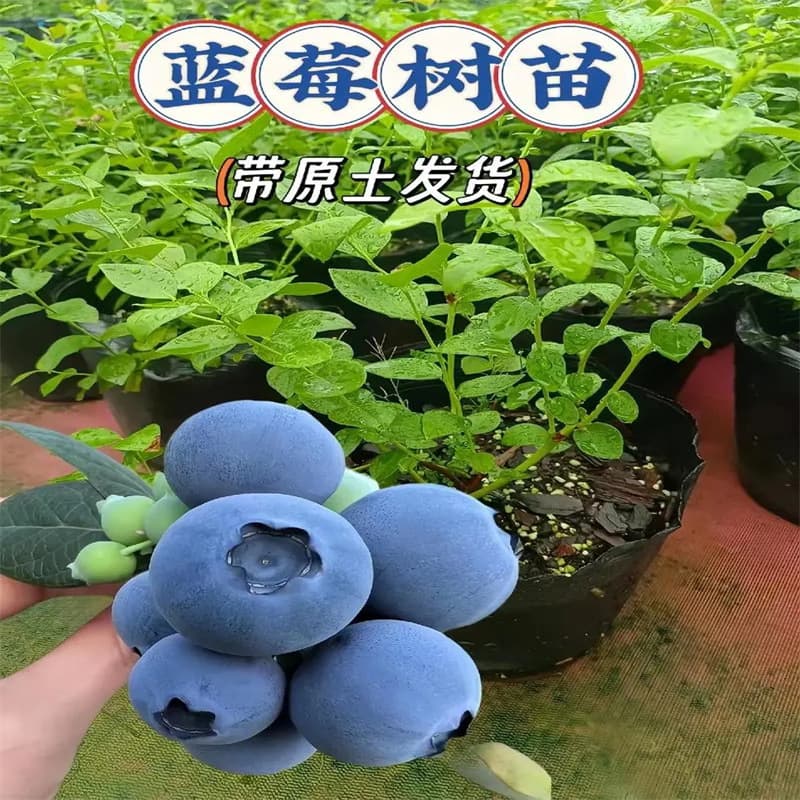 Blueberry Saplings for Southern Planting, Cold-Resistant for Northern Potted or Ground Planting, with Original Soil, Bear Fruit in the Same Year L25