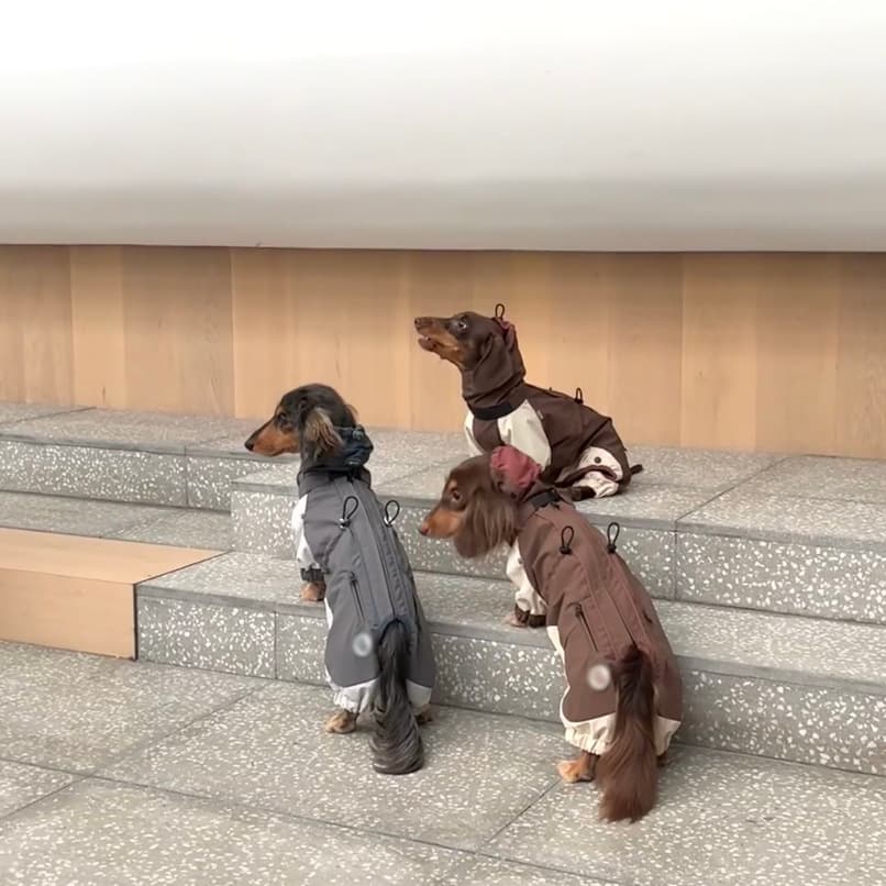 Cold-Proof Dachshund Pet Clothes Autumn and Winter Jacket for Cat, Bichon Frise, Yorkshire, Maltese, Corgi, Small and Medium-Sized Dogs