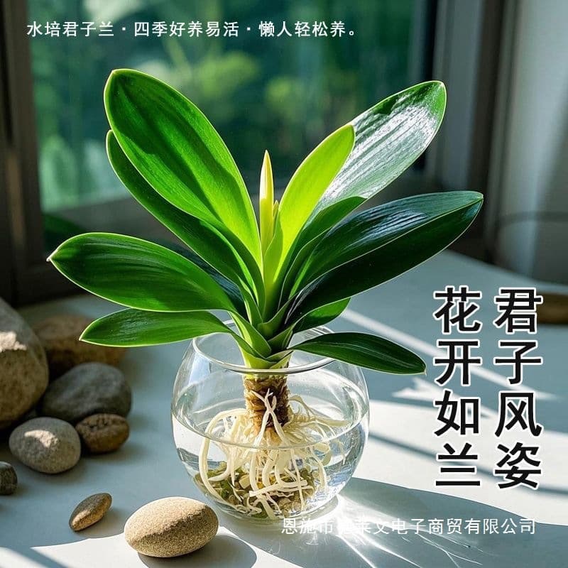Hydroponic Gentleman Orchid, Office Desktop Green Plant, Indoor Green Plant, Hydroponic Plant