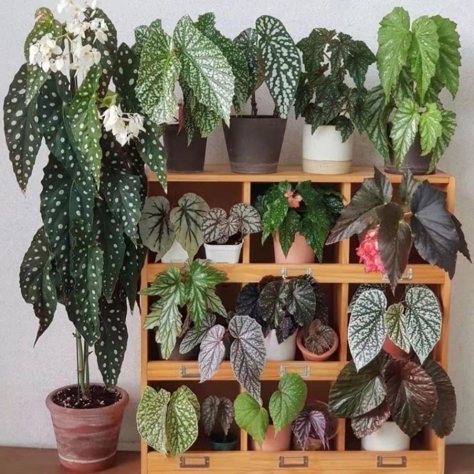 Trout Begonia, Pink Flag Fish, Hawaii Import, Internet-famous Green Plant Potted Indoor Balcony European-style Plant Flower
