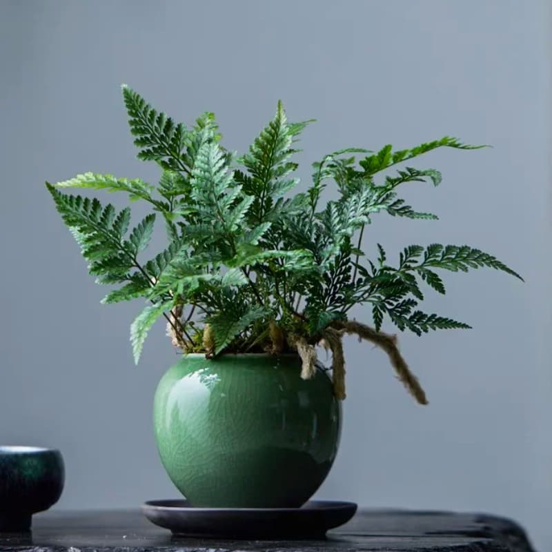 Indoor Office Desktop Potted Green Plant Rabbit's Foot Fern Creative Micro Landscape Fern Plant Small Potted Plant