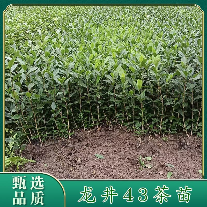 Zhejiang Series 【Longjing 43】Tea Seedlings - Wholesale from source, Xinchang Longjing green tea origin, early-season green tea plants.
