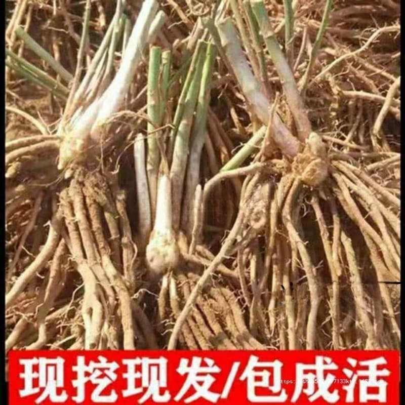 Asparagus Root Seedlings for Planting, Four-Season Asparagus Seedlings, Vegetable Planting, Three-Year Seedlings, Potted Plants for Balcony, Other