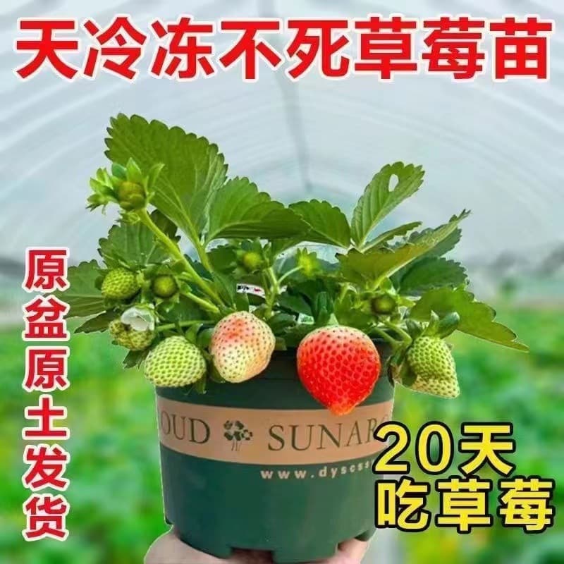 Strawberry seedlings with flowers and fruits, pots with soil, four seasons balcony indoor and outdoor, north and south strawberry seedlings potted plants that bear fruit in the current year