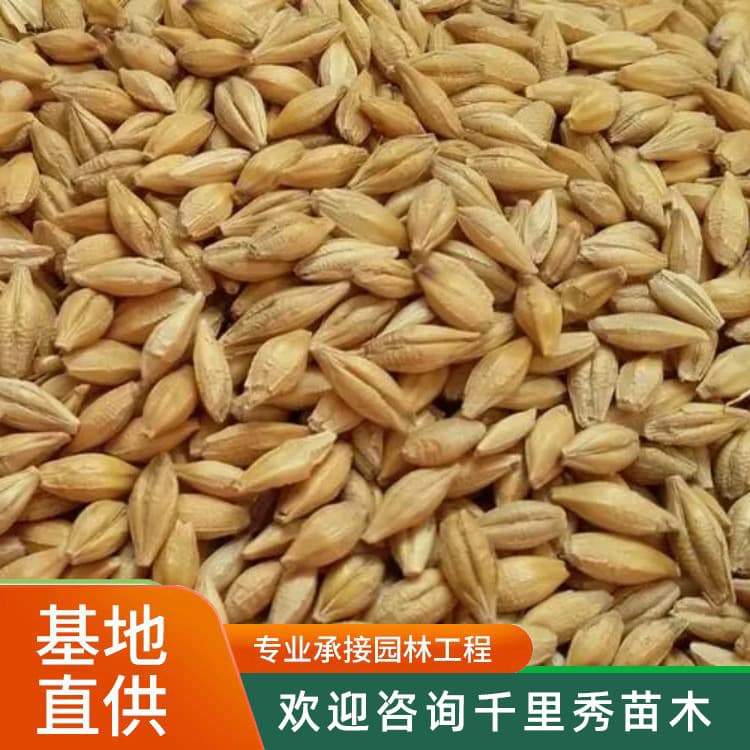 Wholesale Cat Grass Barley Seeds - Hydroponic pasture seeds, Barley Grass, Naked Barley, new crop lawn seeds for the year.