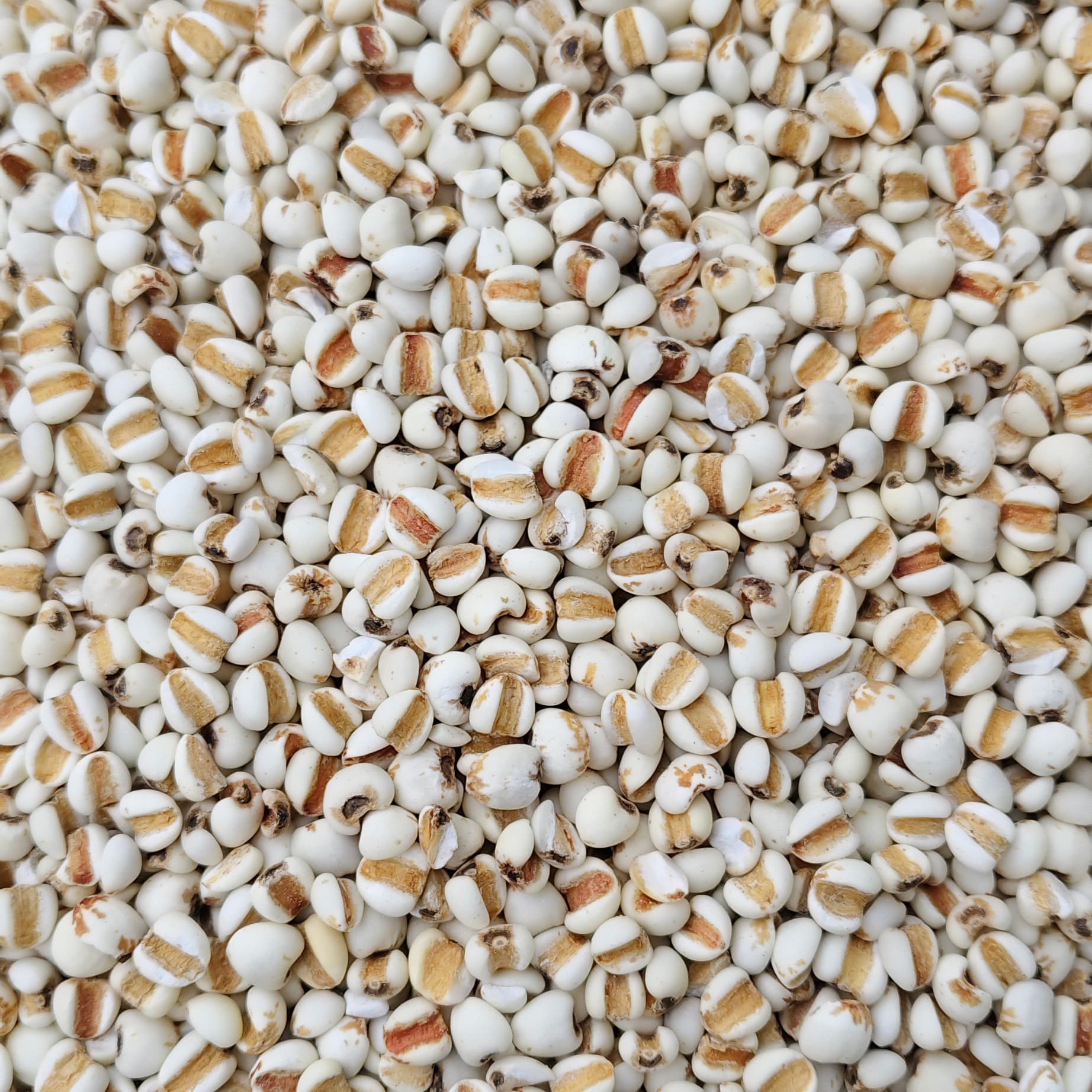 New Barley Seeds, Pigeon Bird Food, Nutritious Bird Feed, Hamster Food, Whole Grains
