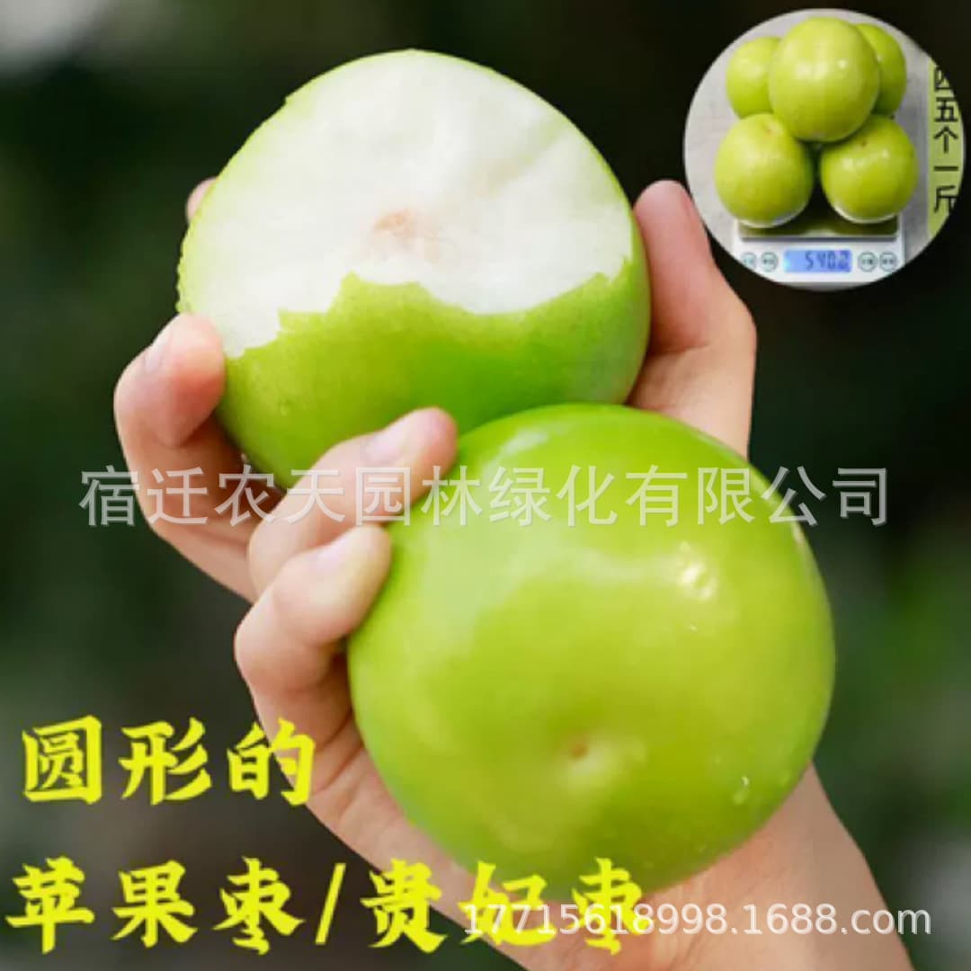 Apple Jujube Tree Seedling Taiwan Big Green Jujube Grafted Seedling Potted Fruit Tree Milk Jujube Gaolang No.1 Bears Fruit Same Year