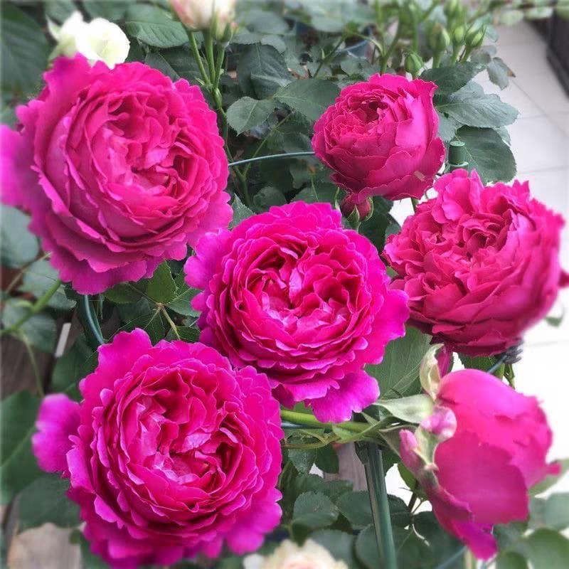 Eve Fragrant Garden Rose Seedlings, Four-Season Blooming Potted Roses, Climbing Plants, Rose Tree Seedlings, Green Plants